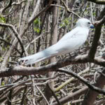 Ausflug zur Vogelinsel Aride auf den Seychellen 41 Aride 71 Feenseeschwalben