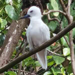 Ausflug zur Vogelinsel Aride auf den Seychellen 38 Aride 74 Feenseeschwalben