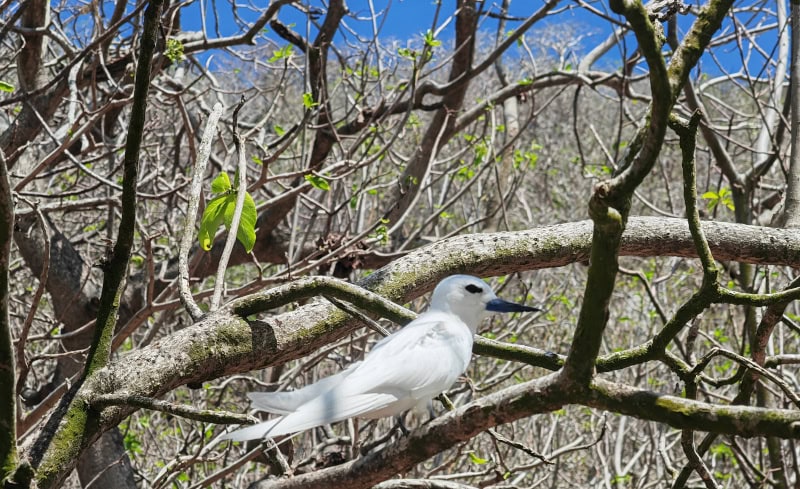 Ausflug zur Vogelinsel Aride auf den Seychellen 37 Aride, Feenseeschwalben