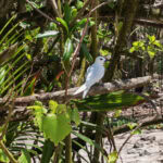 Ausflug zur Vogelinsel Aride auf den Seychellen 40 Aride 76 Feenseeschwalben