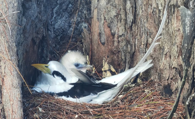 Ausflug zur Vogelinsel Aride auf den Seychellen 47 Aride, Weißschwanz-Tropikvögel