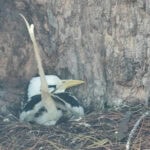 Ausflug zur Vogelinsel Aride auf den Seychellen 46 Aride 81 Weissschwanz Tropikvoegel