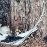 Ausflug zur Vogelinsel Aride auf den Seychellen 45 Aride 83 Weissschwanz Tropikvoegel