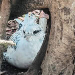 Ausflug zur Vogelinsel Aride auf den Seychellen 44 Aride 84 Weissschwanz Tropikvoegel