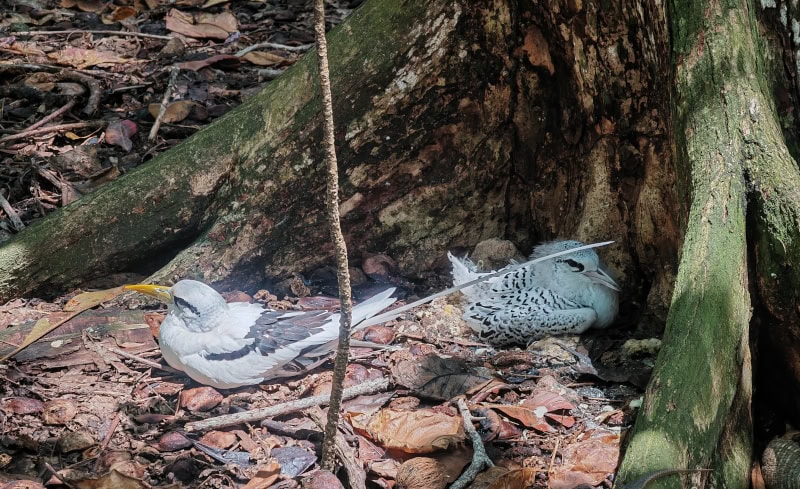 Ausflug zur Vogelinsel Aride auf den Seychellen 43 Aride, Weißschwanz-Tropikvögel