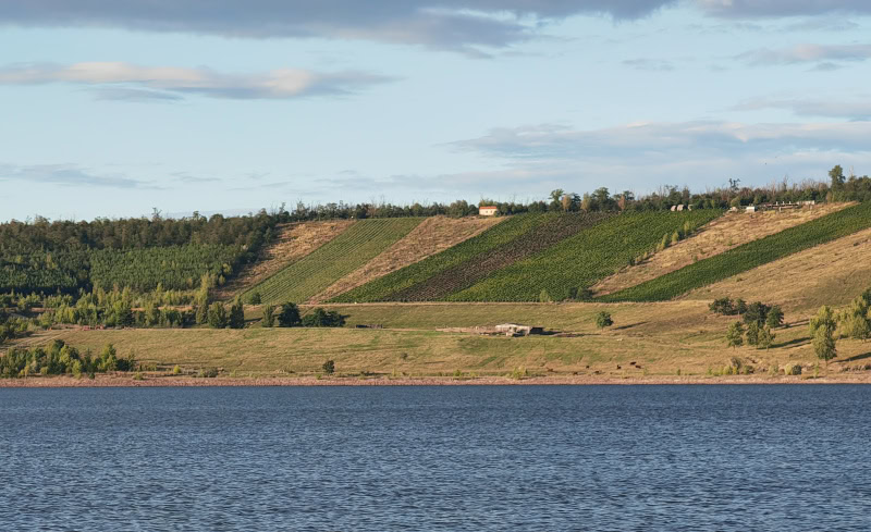Ausflug auf den Geiseltalsee im Saalekreis in Sachsen-Anhalt 5 Geiseltalsee, Weinberg