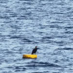 Ausflug auf den Geiseltalsee im Saalekreis in Sachsen-Anhalt 29 Geiseltalsee 31 Vogelbeobachtung