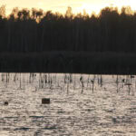 Ausflug auf den Geiseltalsee im Saalekreis in Sachsen-Anhalt 27 Geiseltalsee 32 Vogelbeobachtung