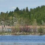 Ausflug auf den Geiseltalsee im Saalekreis in Sachsen-Anhalt 28 Geiseltalsee 33 Vogelbeobachtung