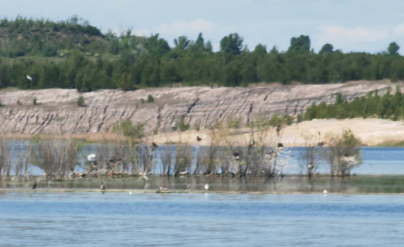Ausflug auf den Geiseltalsee im Saalekreis in Sachsen-Anhalt 26 Geiseltalsee, Vogelbeobachtung