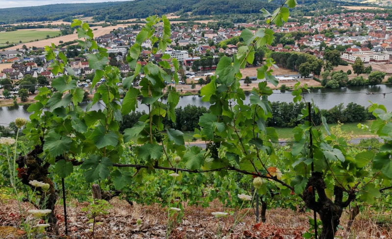 Wandern auf dem Fränkischen Rotwein-Wanderweg in Churfranken 45 Fränkischer Rotweinwanderweg
