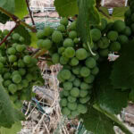 Wandern auf dem Fränkischen Rotwein-Wanderweg in Churfranken 21 Fraenkischer Rotweinwanderweg 130 Weinberg