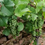 Wandern auf dem Fränkischen Rotwein-Wanderweg in Churfranken 26 Fraenkischer Rotweinwanderweg 131 Weinberg