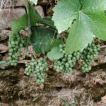 Wandern auf dem Fränkischen Rotwein-Wanderweg in Churfranken 23 Fraenkischer Rotweinwanderweg 132 Weinberg