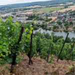 Wandern auf dem Fränkischen Rotwein-Wanderweg in Churfranken 32 Fraenkischer Rotweinwanderweg 24 Weinberge