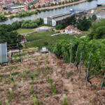 Wandern auf dem Fränkischen Rotwein-Wanderweg in Churfranken 34 Fraenkischer Rotweinwanderweg 26 Weinberge