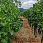 Wandern auf dem Fränkischen Rotwein-Wanderweg in Churfranken 31 Fraenkischer Rotweinwanderweg 28 Weinberge