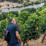 Wandern auf dem Fränkischen Rotwein-Wanderweg in Churfranken 29 Fraenkischer Rotweinwanderweg 29 Weinberge