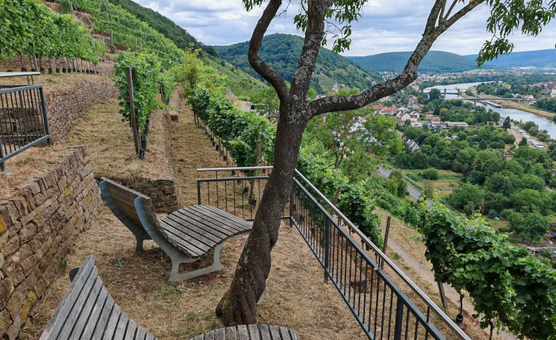 Wandern auf dem Fränkischen Rotwein-Wanderweg in Churfranken 36 Fränkischer Rotweinwanderweg, Weinterrasse