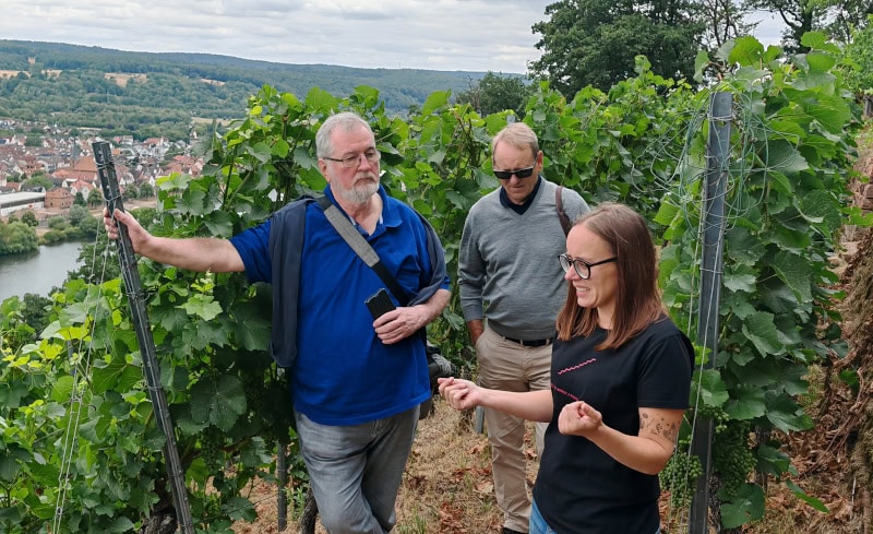 Wandern auf dem Fränkischen Rotwein-Wanderweg in Churfranken 27 Fränkischer Rotweinwanderweg